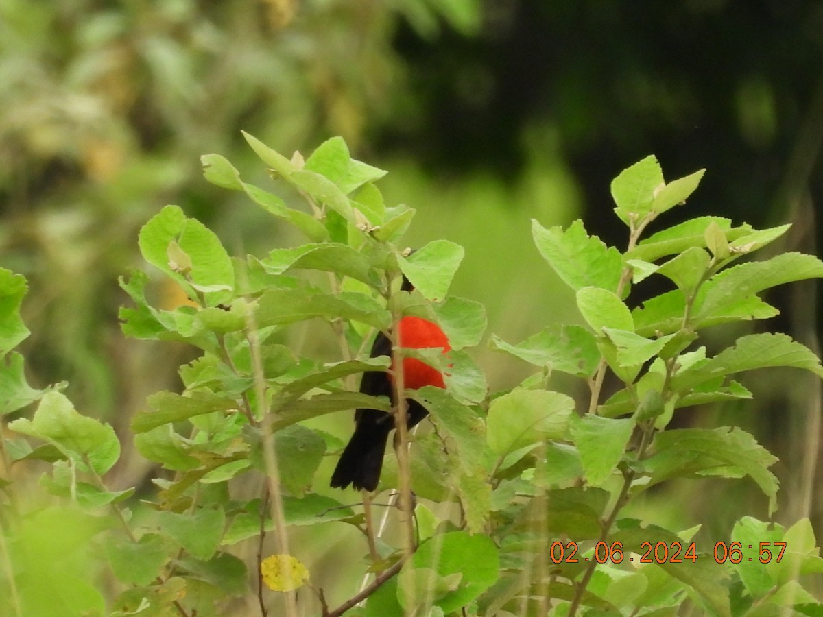 Red-breasted Meadowlark - ML619953847