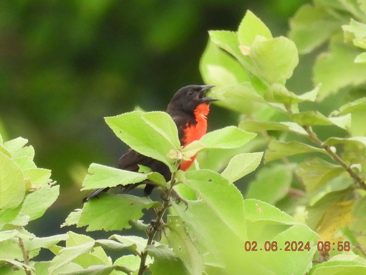 Red-breasted Meadowlark - ML619953848
