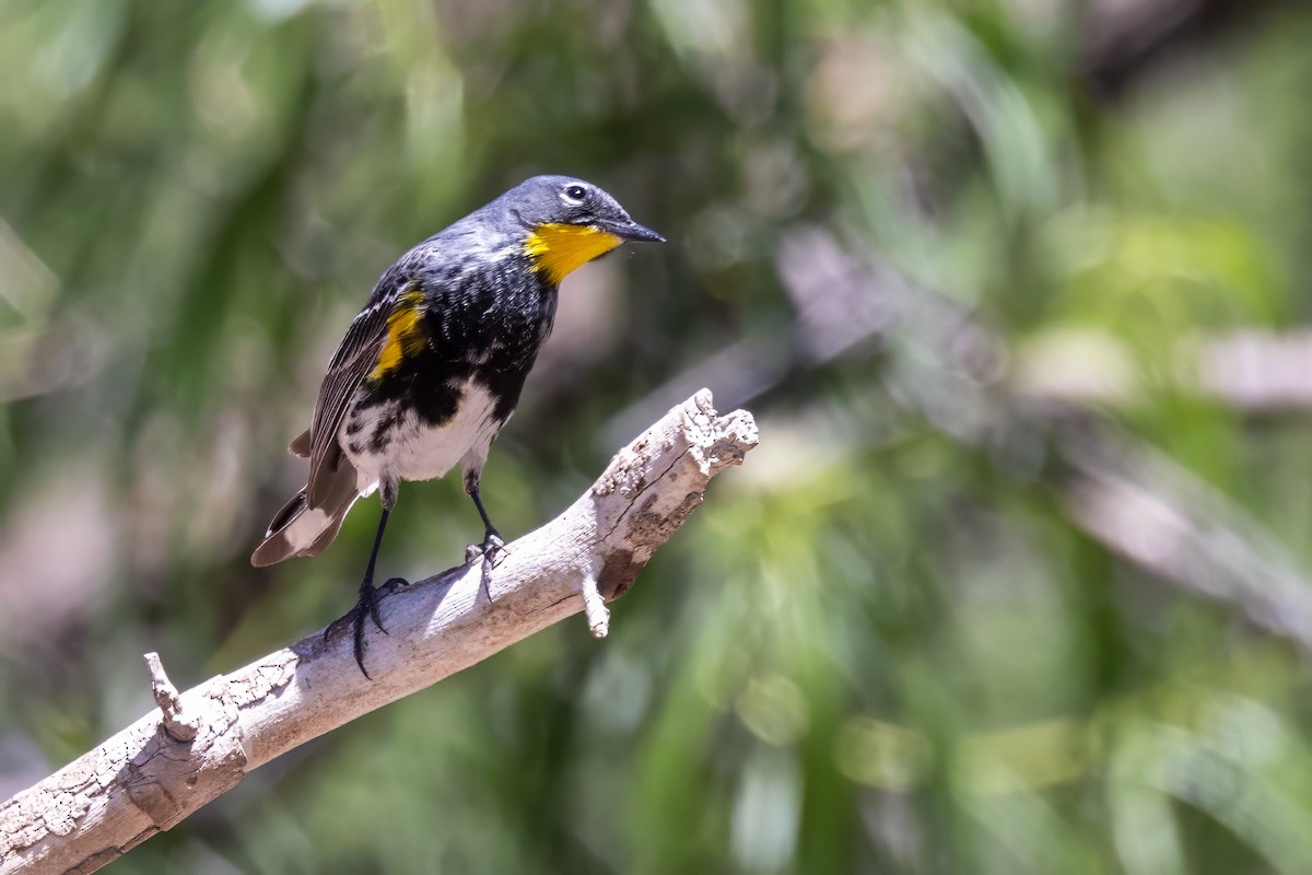 Yellow-rumped Warbler (Audubon's) - ML619953853