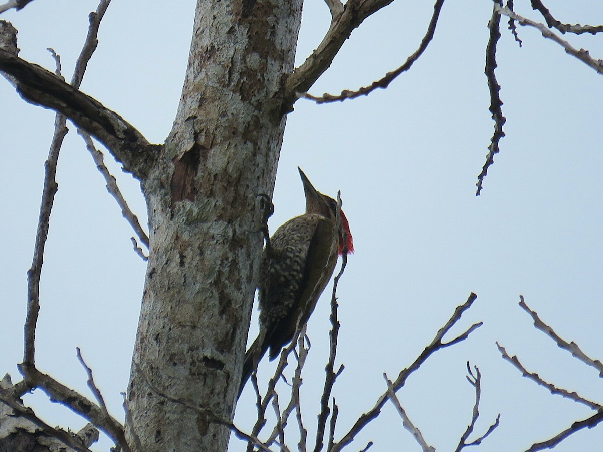 Spot-throated Flameback - ML619953857