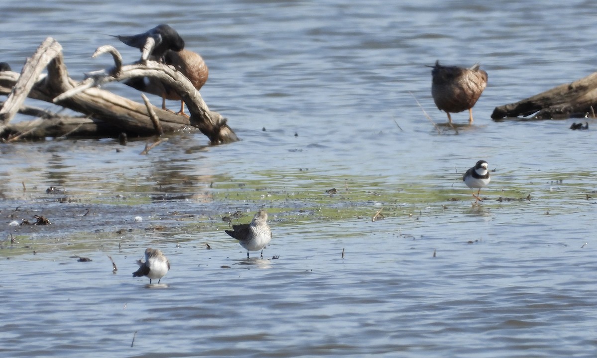 Semipalmated Plover - ML619953868