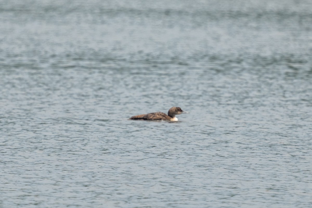 Plongeon huard - ML619953875