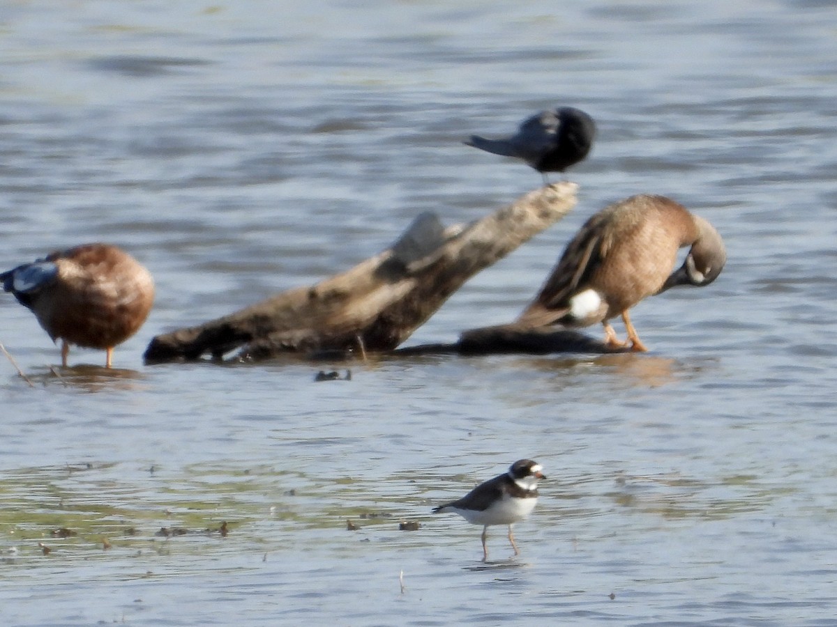 Semipalmated Plover - ML619953877