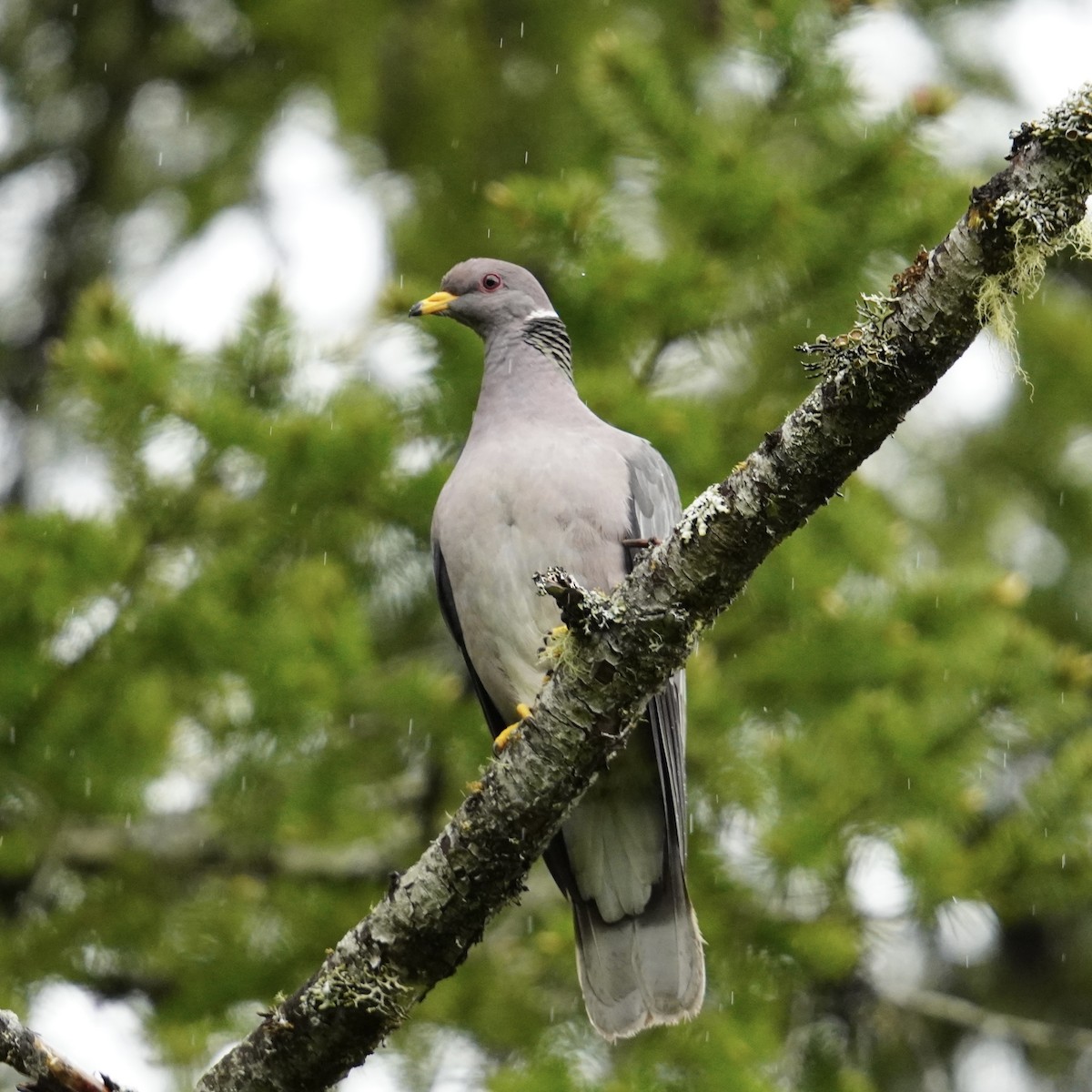 Pigeon à queue barrée - ML619953884