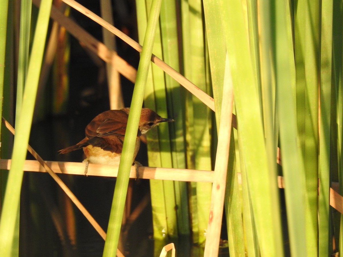 Yellow-chinned Spinetail - ML619953885