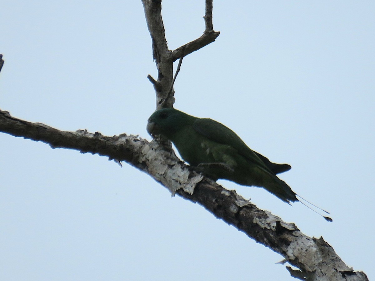 Palavan Raket Kuyruklu Papağanı - ML619953889