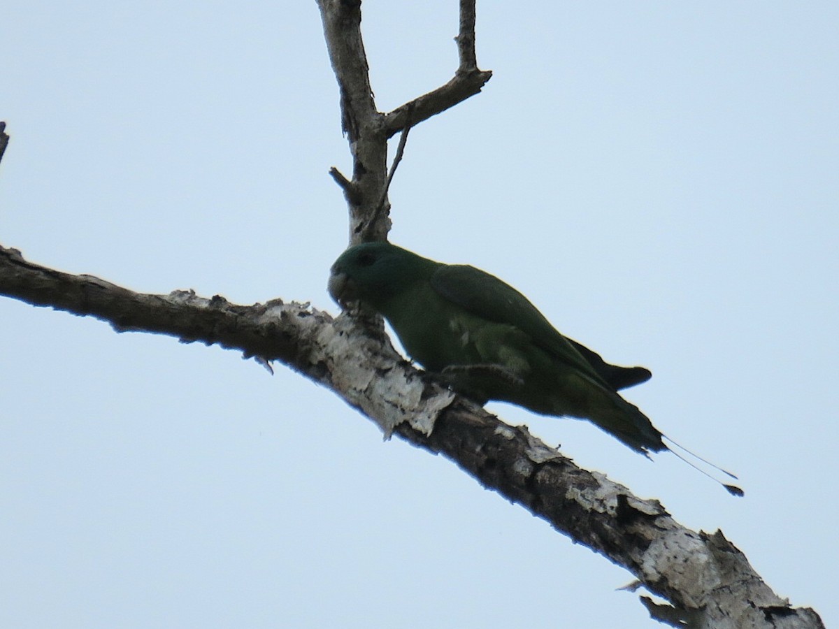 Blue-headed Racquet-tail - Breyden Beeke