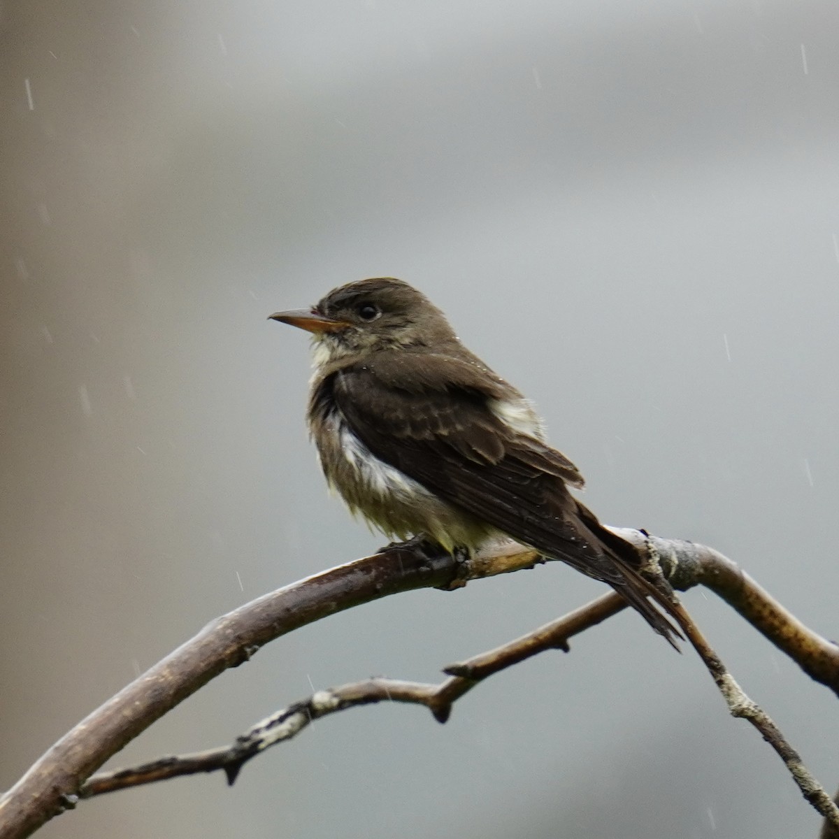 Olive-sided Flycatcher - ML619953902