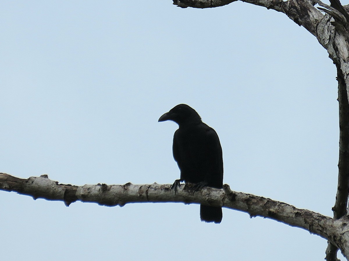 Palawan Crow - ML619953903