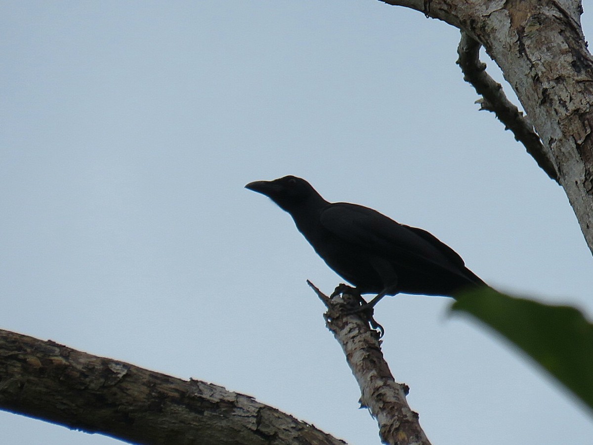 Palawan Crow - ML619953904