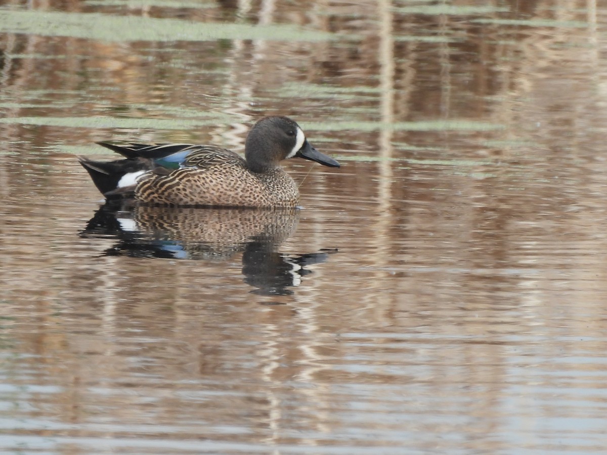 Blue-winged Teal - ML619953917