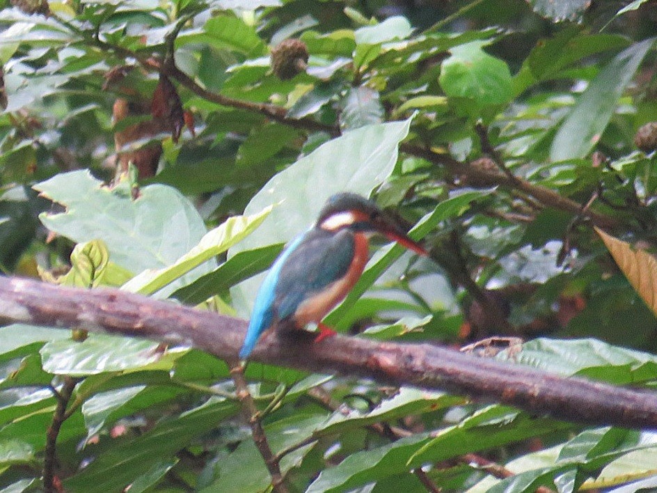Common Kingfisher (Common) - ML619953918