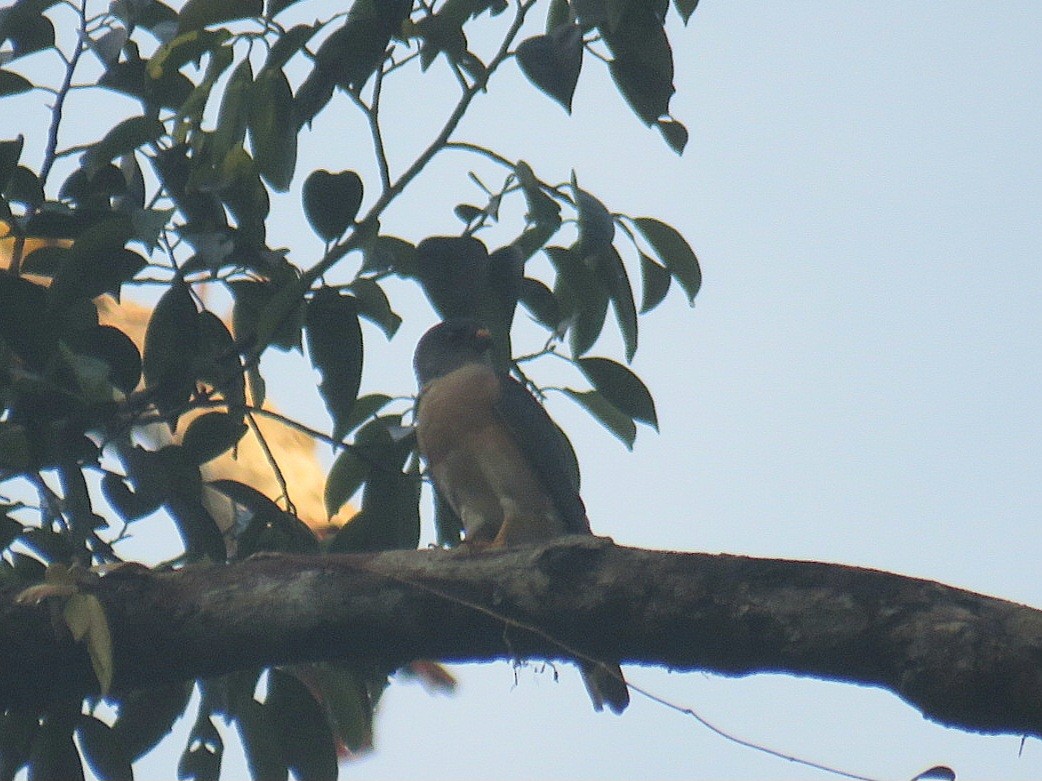 Chinese Sparrowhawk - ML619953925