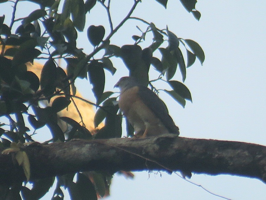 Chinese Sparrowhawk - ML619953926