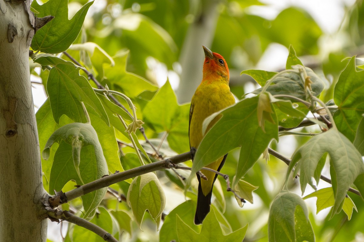 Western Tanager - ML619953931