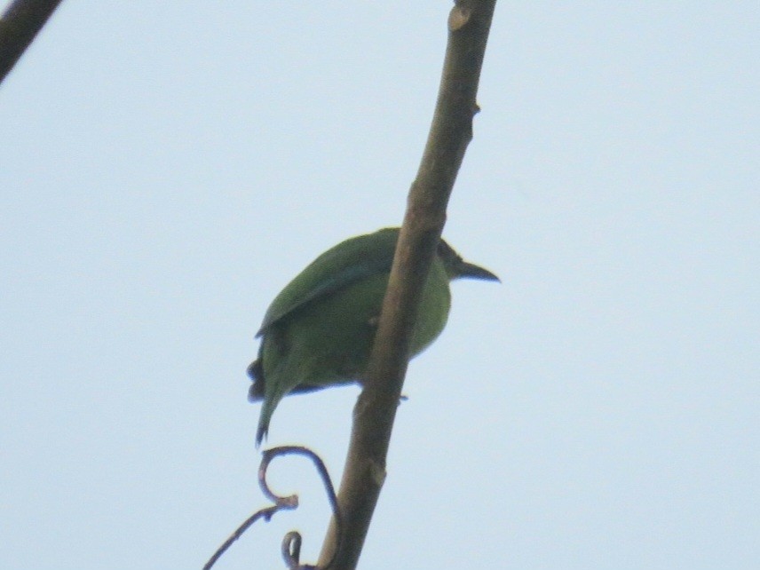 Yellow-throated Leafbird - ML619953944