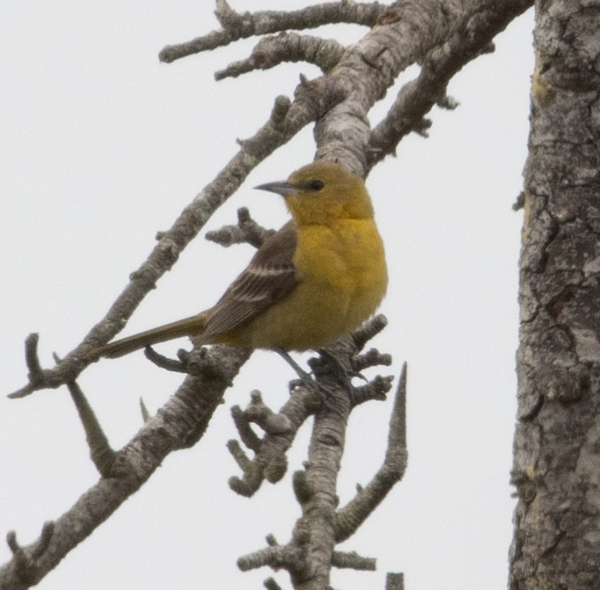 Orchard/Hooded Oriole - ML619953947