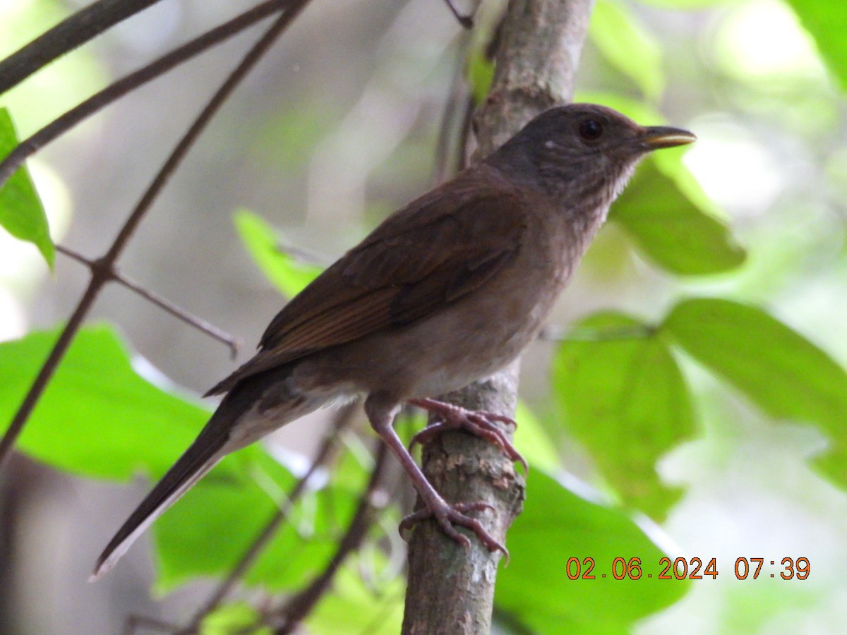Pale-breasted Thrush - ML619953957