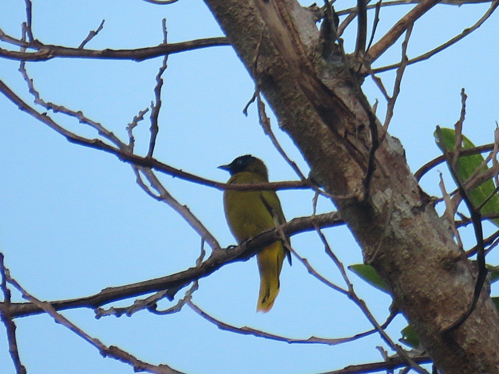 Black-headed Bulbul - ML619953964