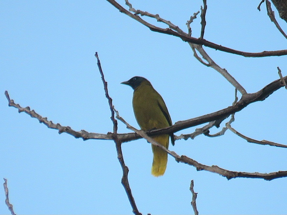 Black-headed Bulbul - ML619953965