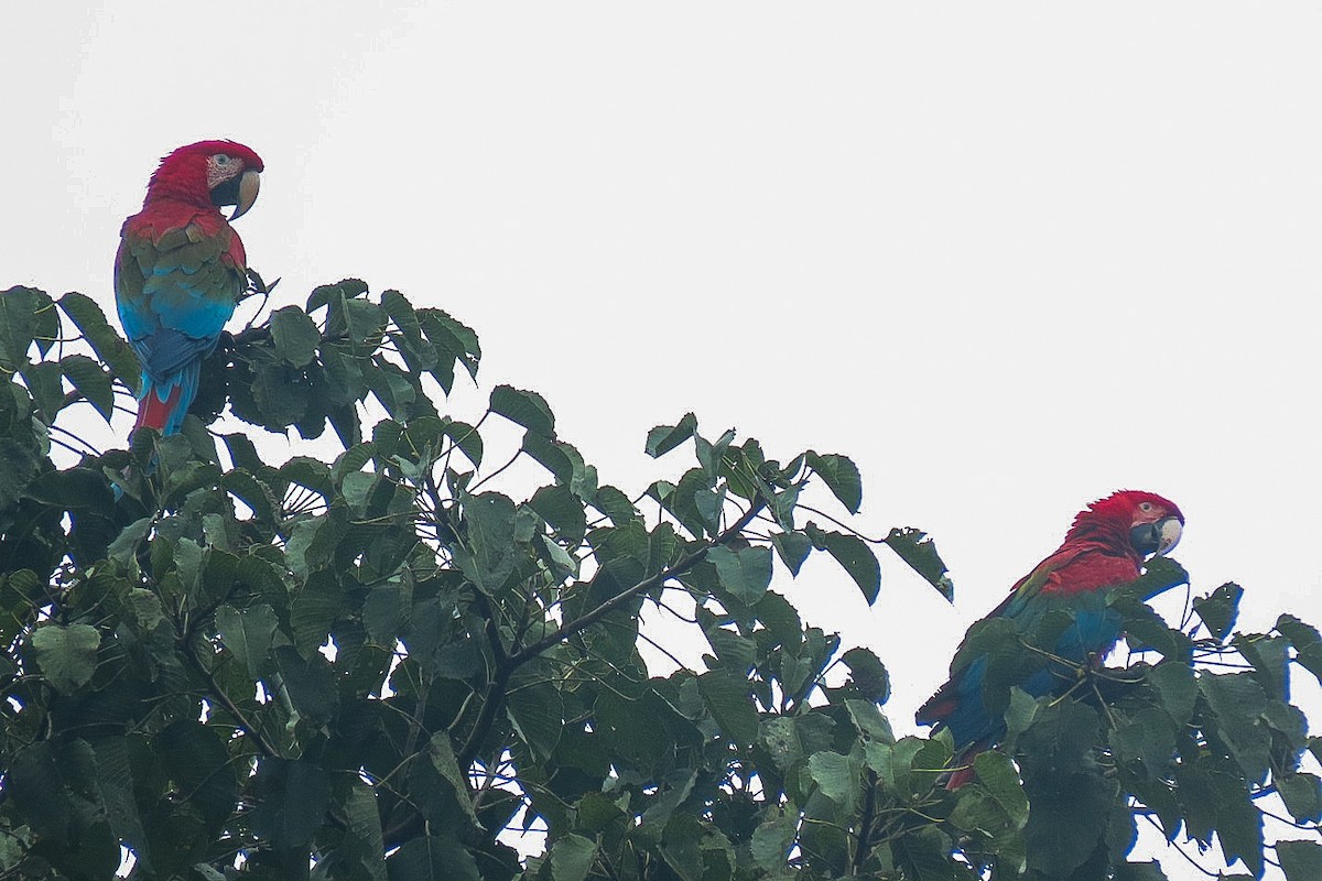 Red-and-green Macaw - ML619953967