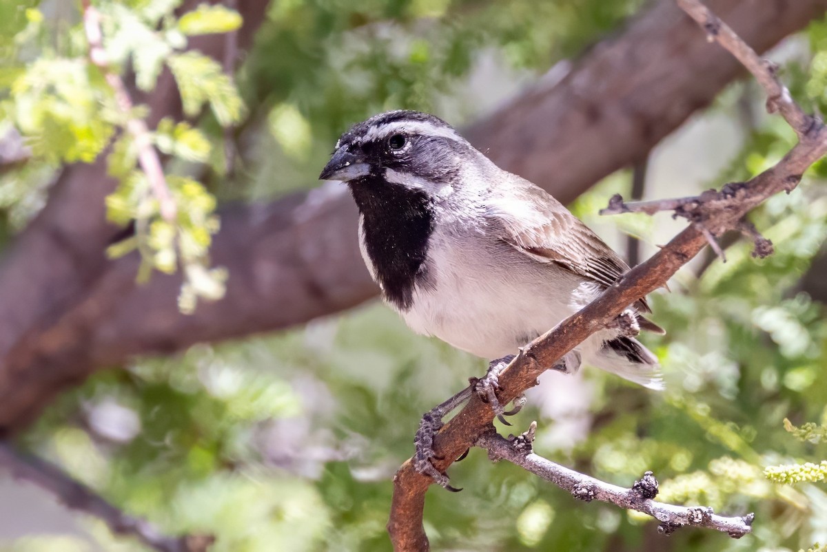 Black-throated Sparrow - ML619953969