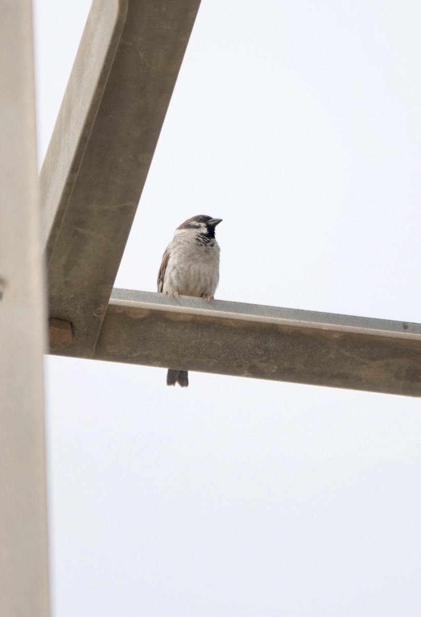 Eurasian Tree Sparrow - ML619953972