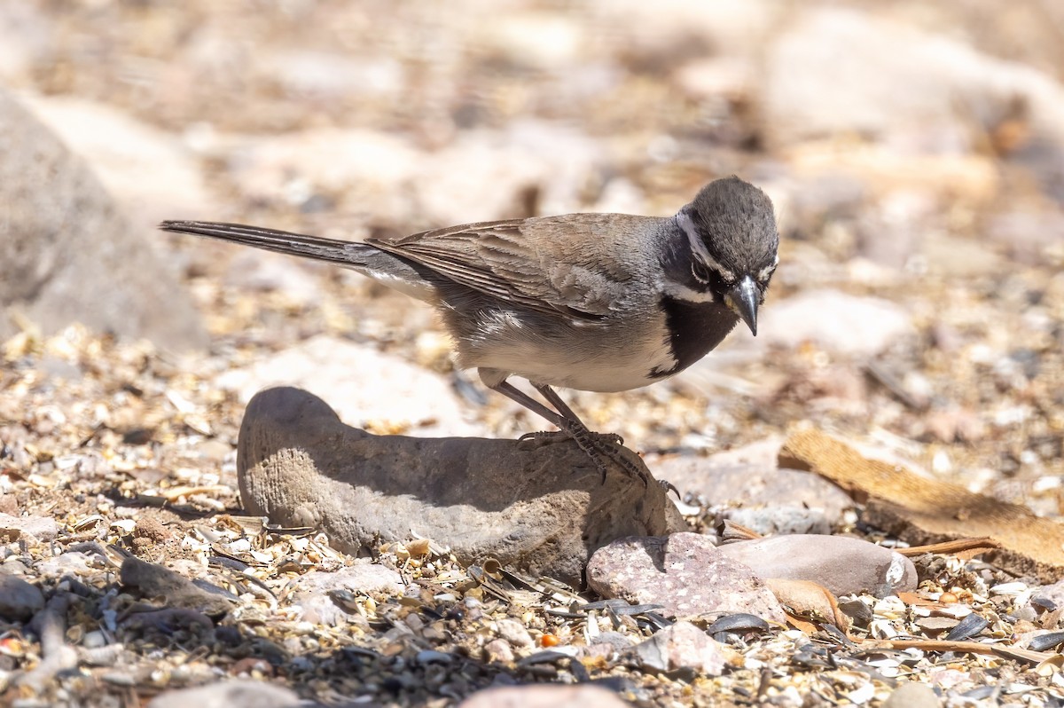 Black-throated Sparrow - ML619953985