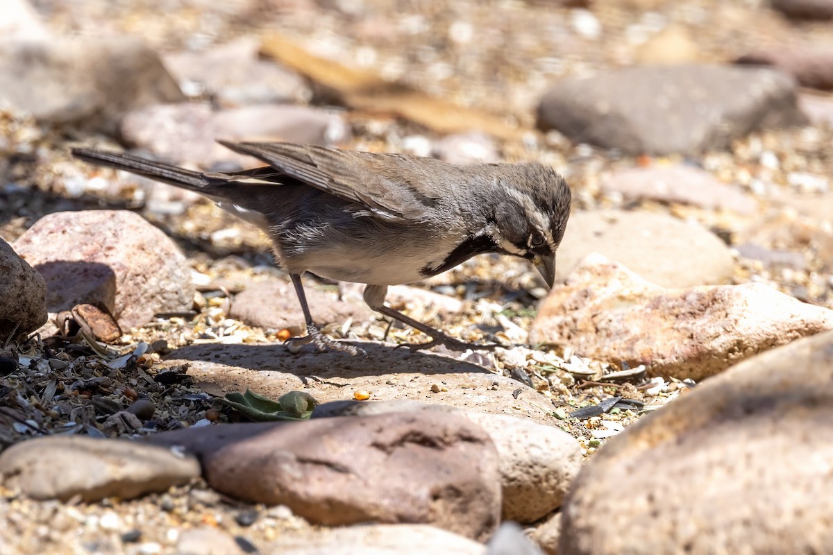 Black-throated Sparrow - ML619953988