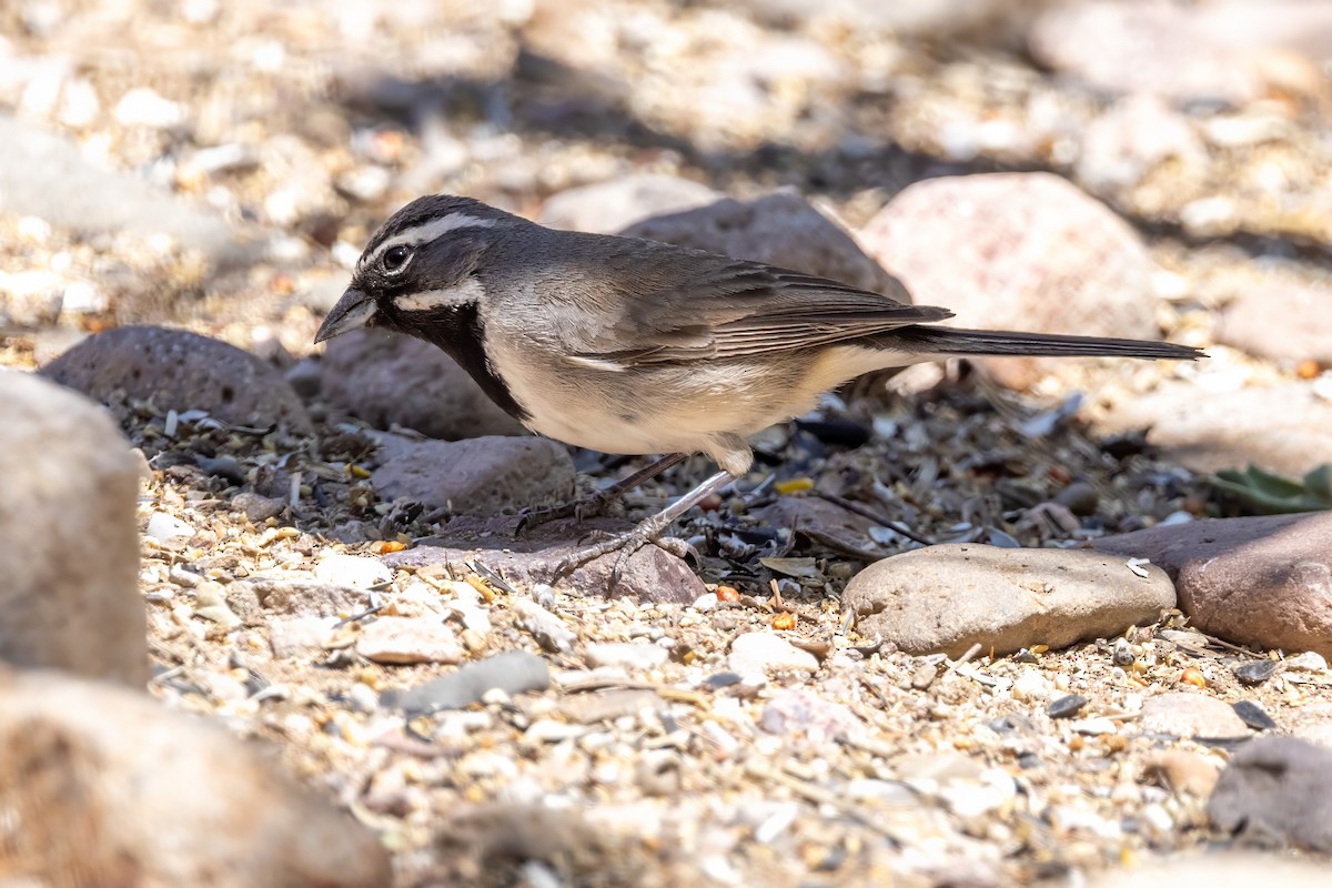 Black-throated Sparrow - ML619953989