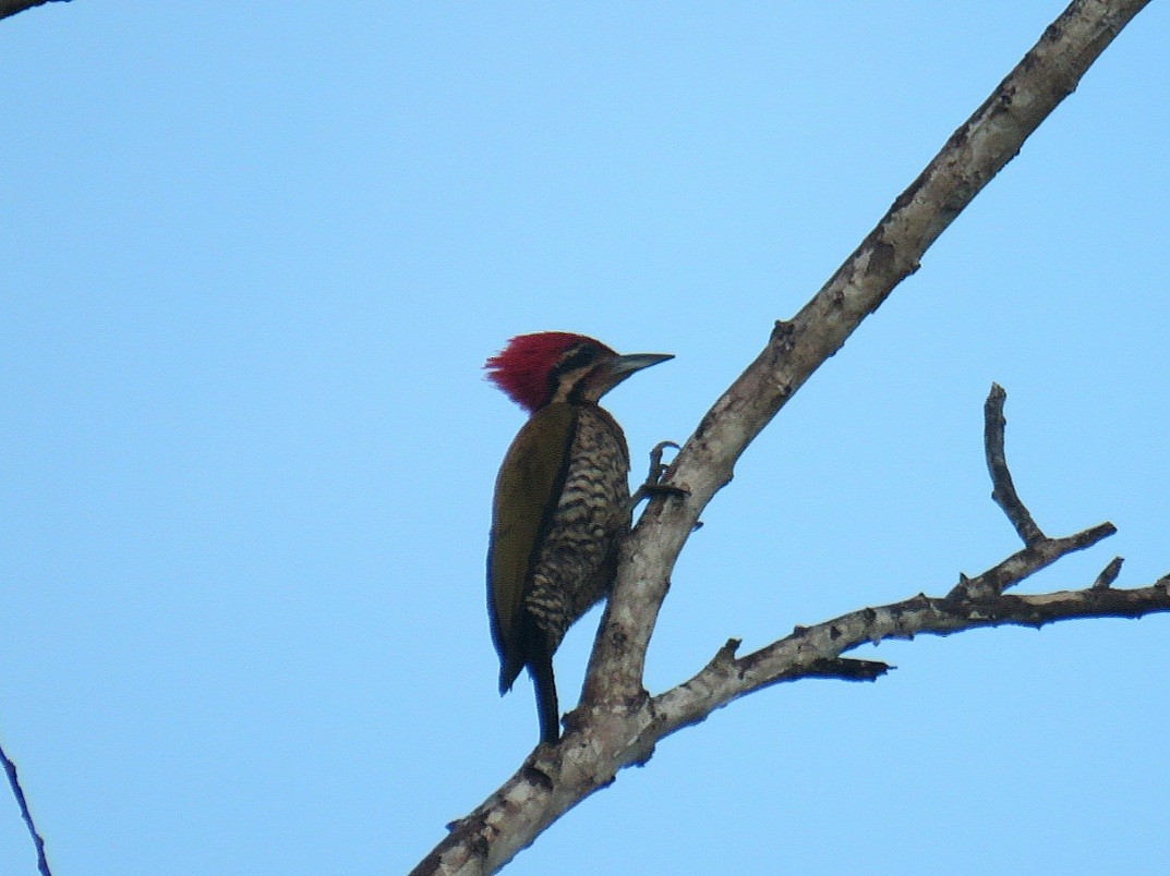 Spot-throated Flameback - ML619953990