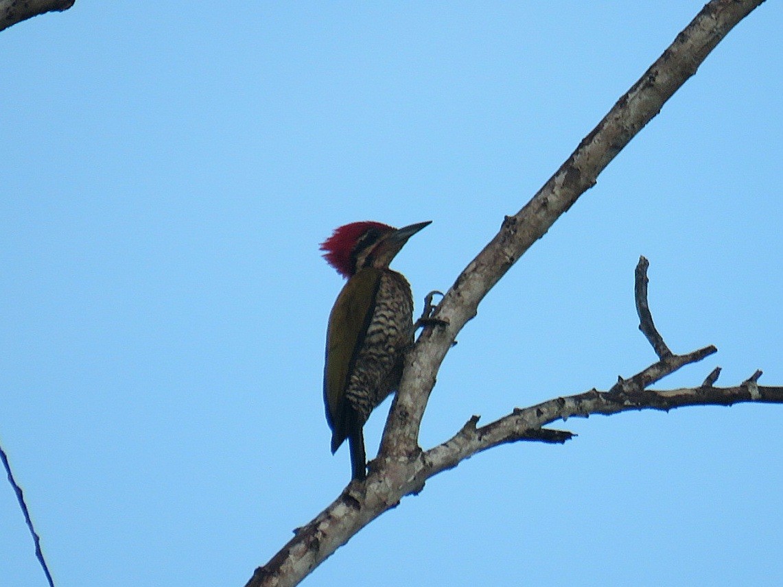 Spot-throated Flameback - ML619953991