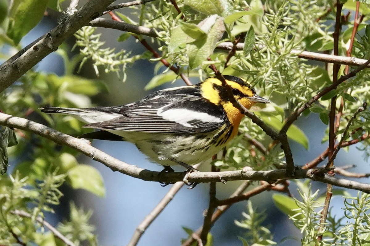 Blackburnian Warbler - ML619953998