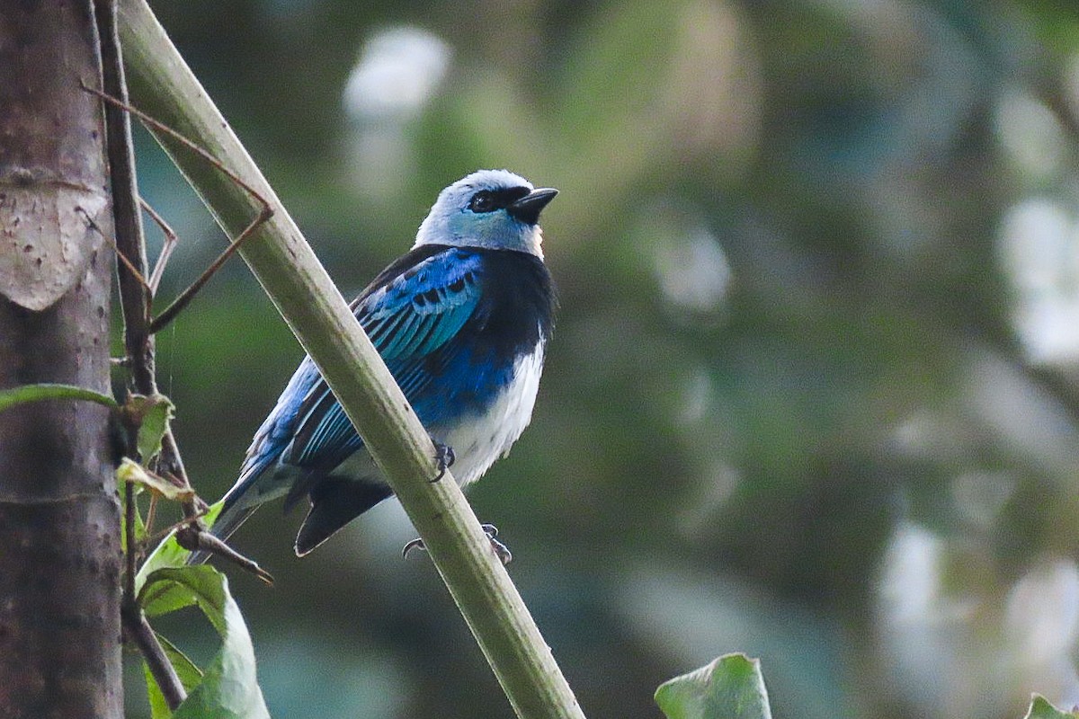 Masked Tanager - ML619954014