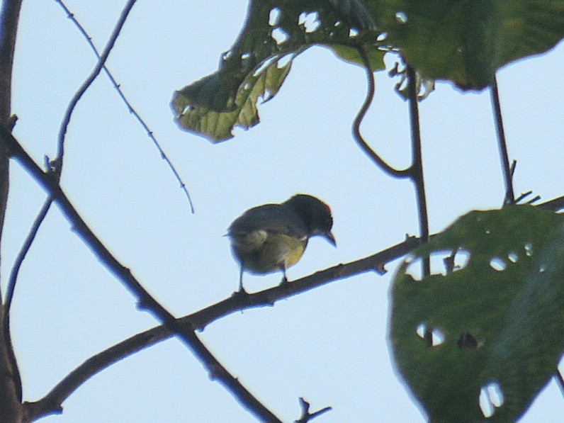 Palawan Flowerpecker - ML619954015