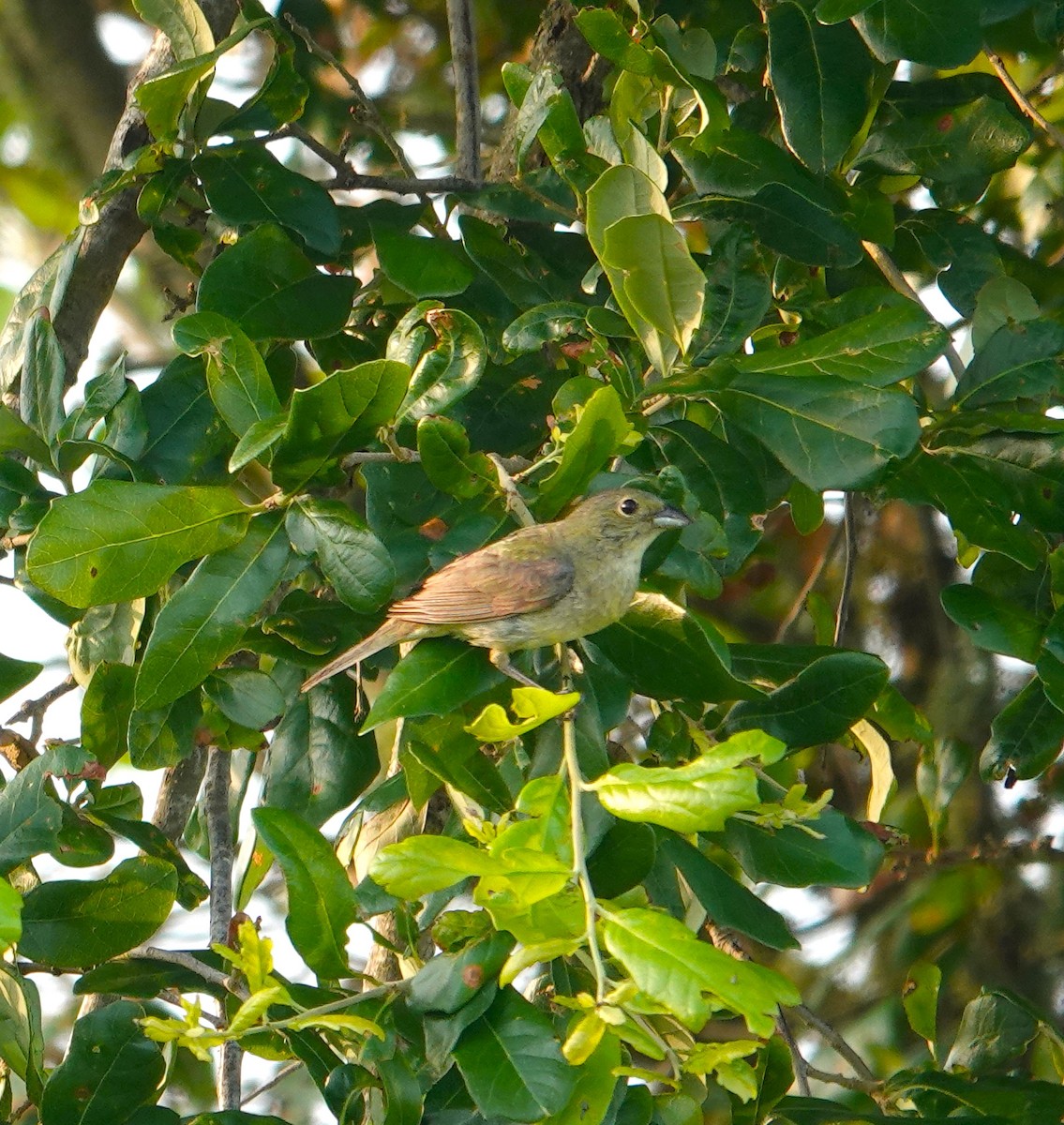 Painted Bunting - ML619954053