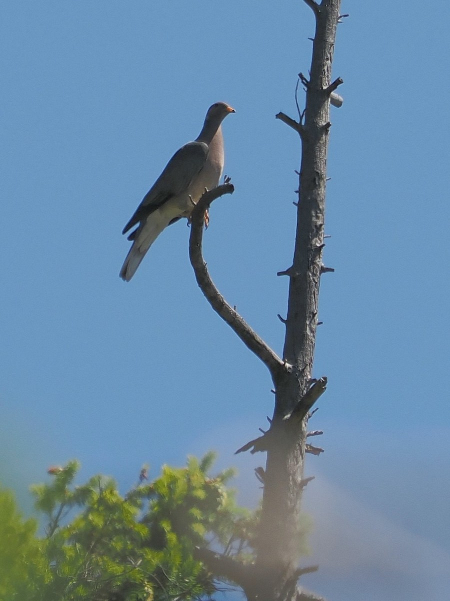 Band-tailed Pigeon - ML619954054