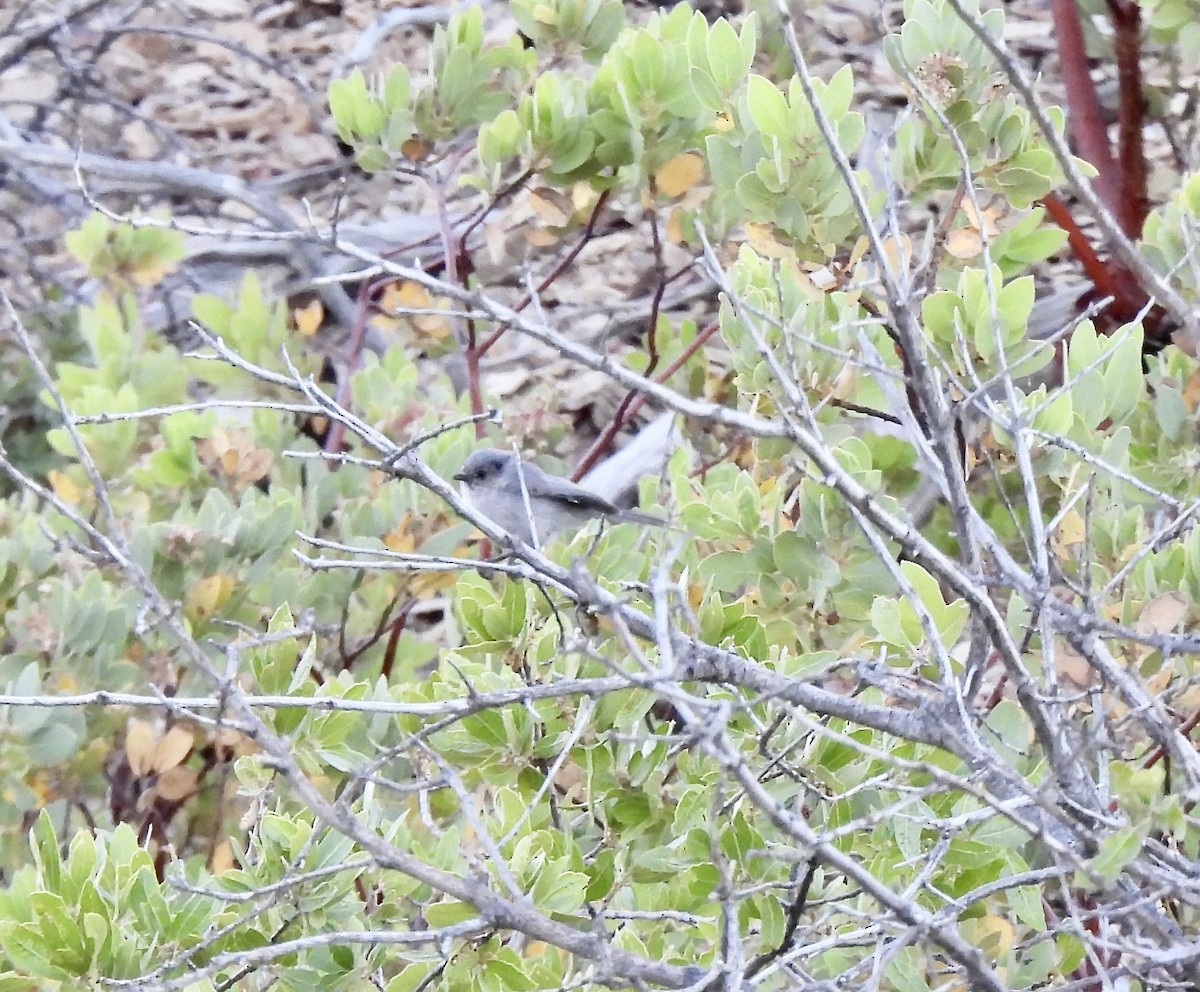 Bushtit (Interior) - ML619954070