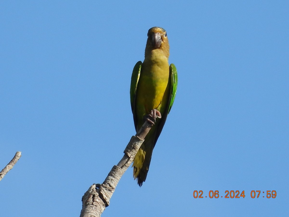Brown-throated Parakeet - ML619954071
