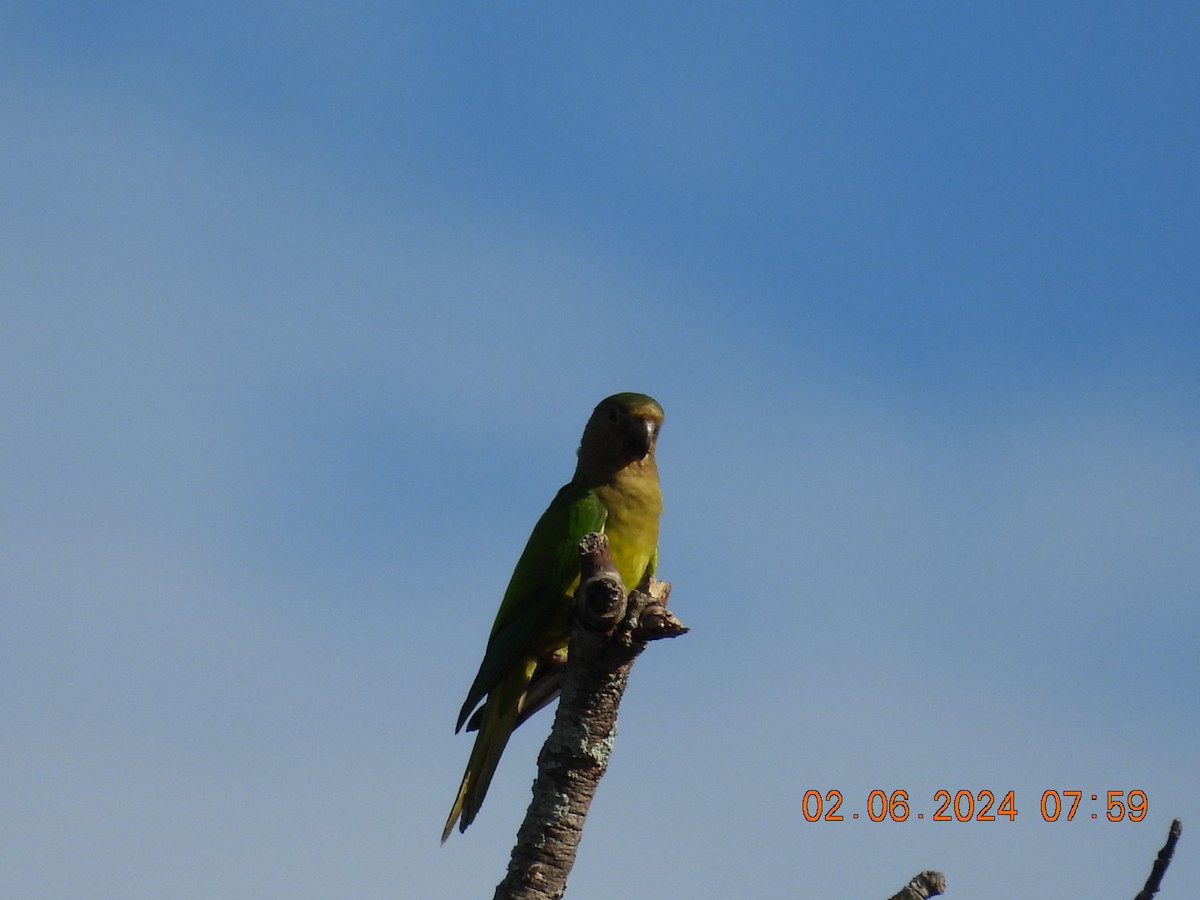 Brown-throated Parakeet - ML619954072