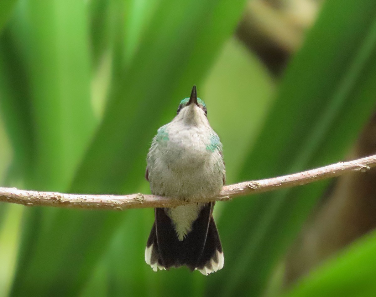 kolibřík bělořitý - ML619954074