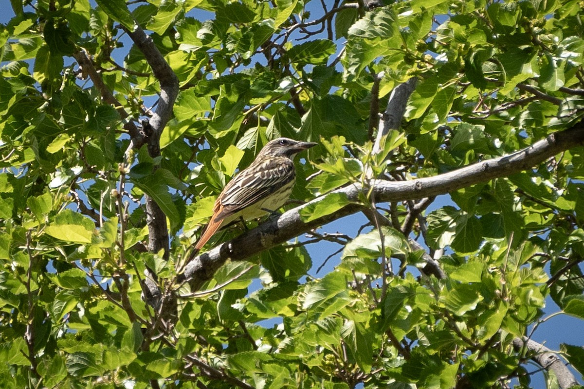 Sulphur-bellied Flycatcher - ML619954095