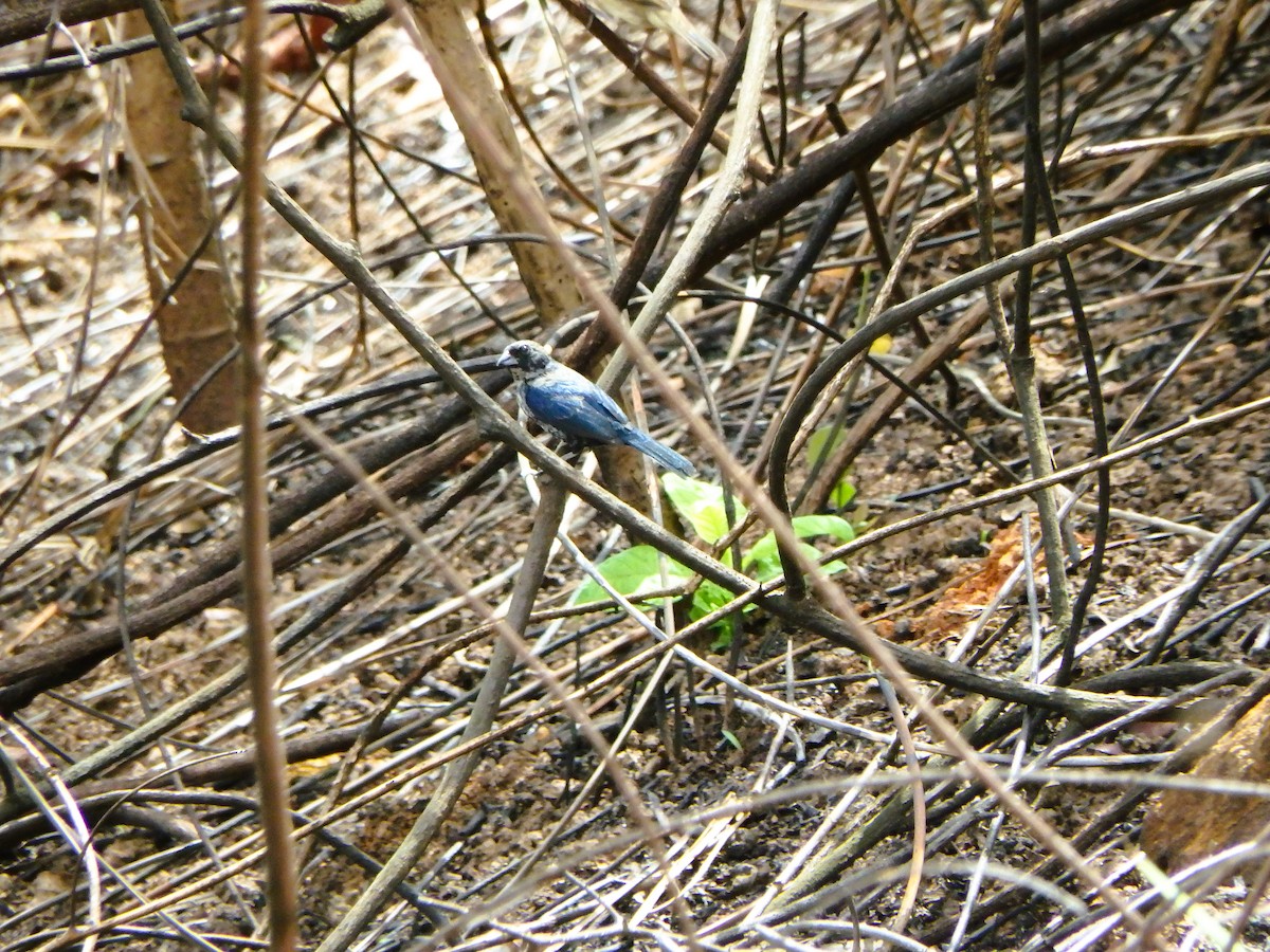 Blue-black Grassquit - ML619954105