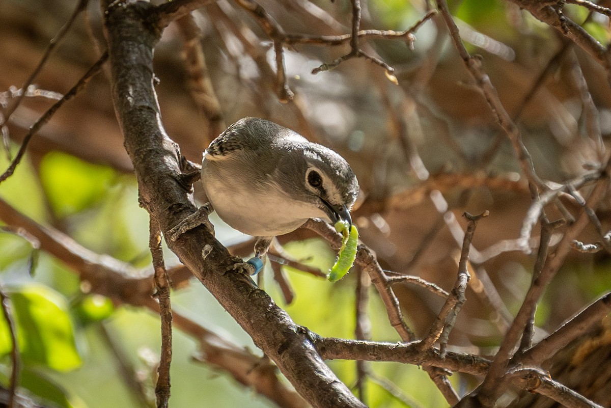 Plumbeous Vireo - ML619954107