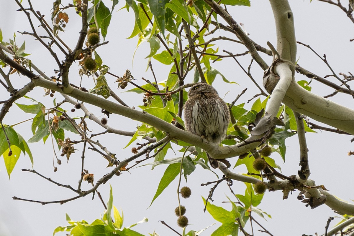 Northern Pygmy-Owl - ML619954118