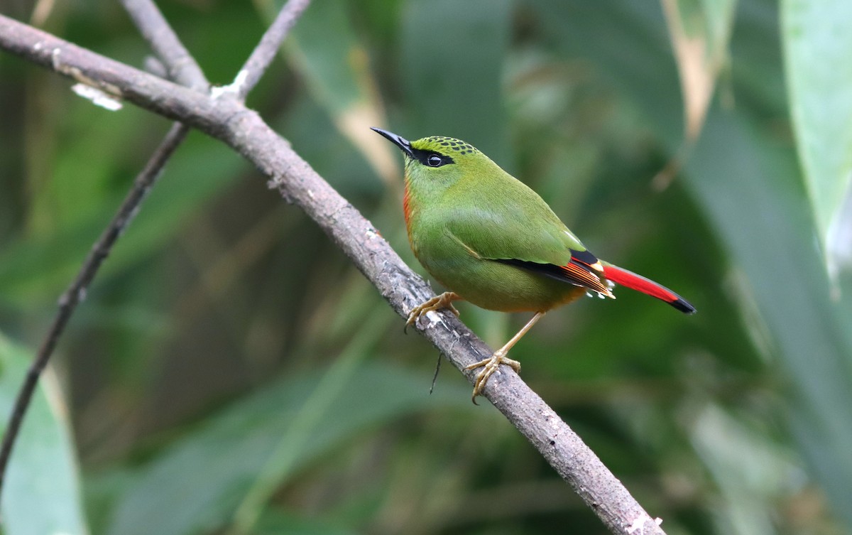 Fire-tailed Myzornis - ML619954127