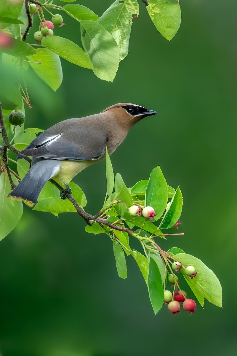 Cedar Waxwing - ML619954128