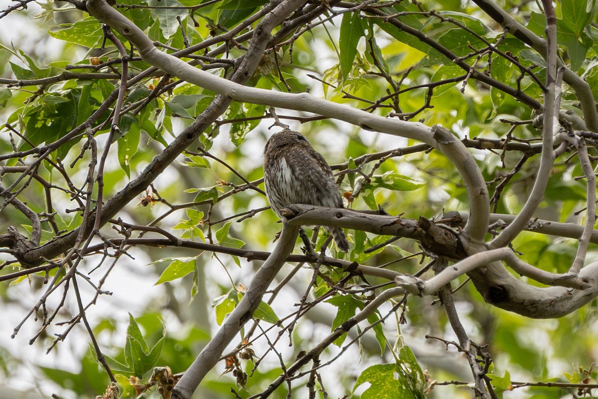 Northern Pygmy-Owl - ML619954129