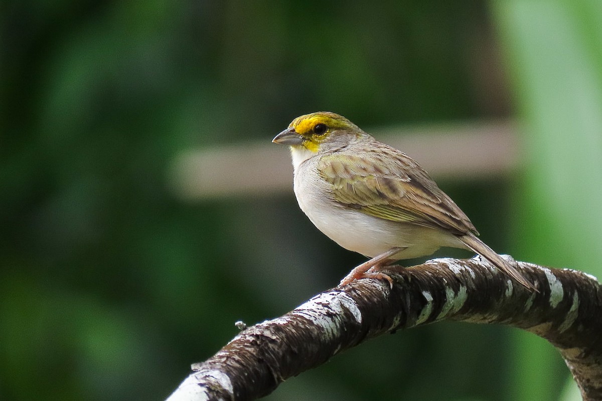 Yellow-browed Sparrow - ML619954132