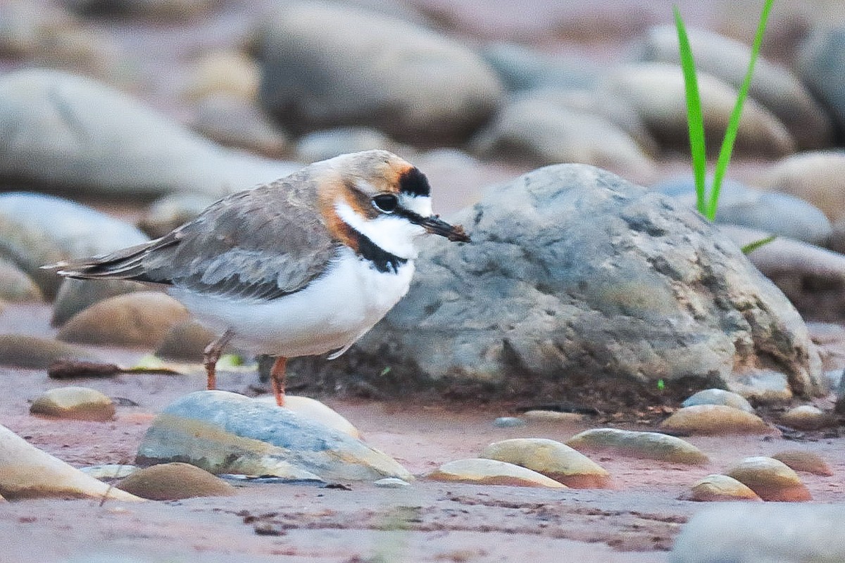 Collared Plover - ML619954166